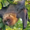 Bats