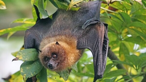 Bats