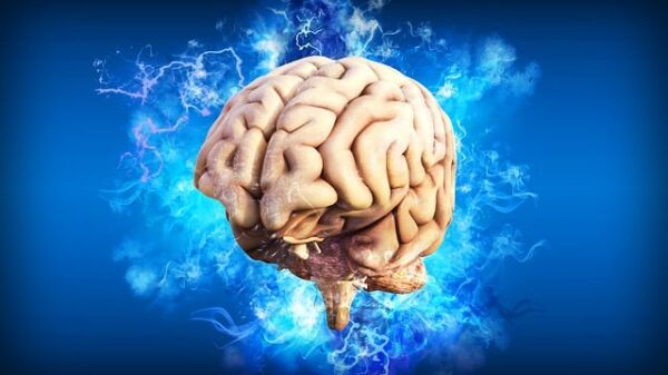 brain