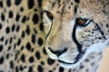 Cheetah Medical