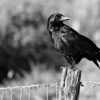 Crows
