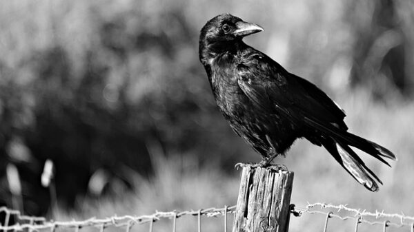 Crows