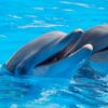 2 dolphins