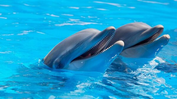 2 dolphins