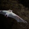 Bats