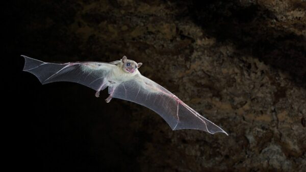 Bats