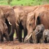 elephants