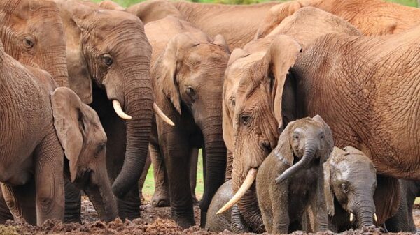 elephants