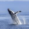 humpback whale