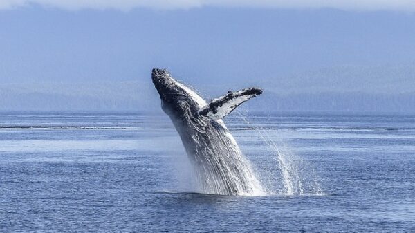 humpback whale