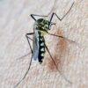 Malaria