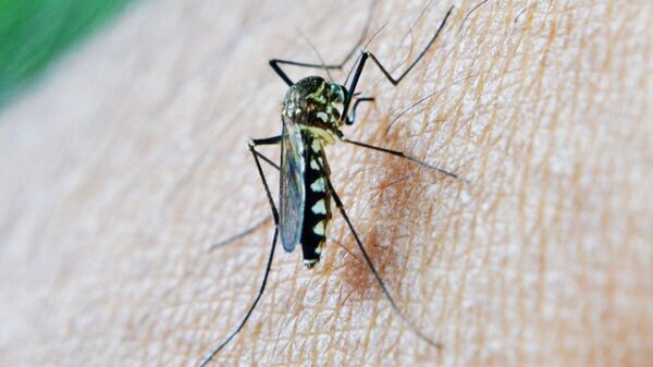 Malaria