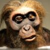 neanderthal caveman