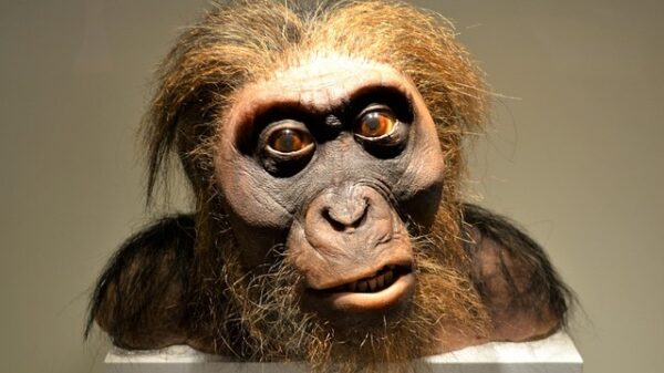 neanderthal caveman