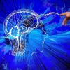 brain