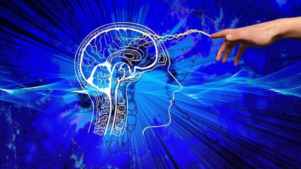 brain