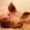 Pork