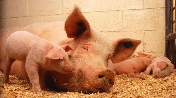 Pork