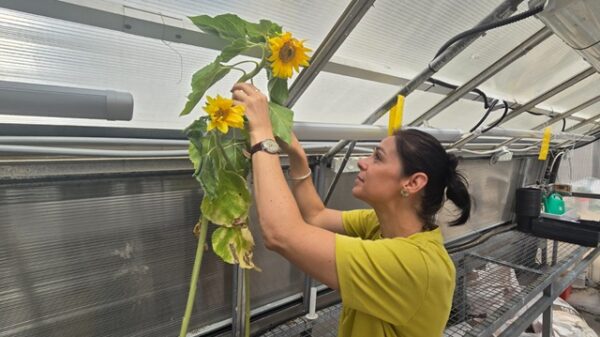 sunflowers