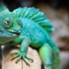 reptile