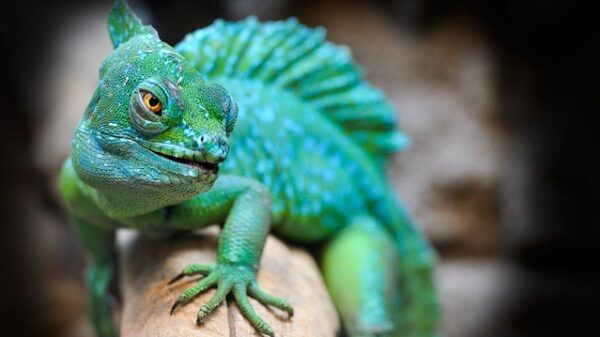 reptile