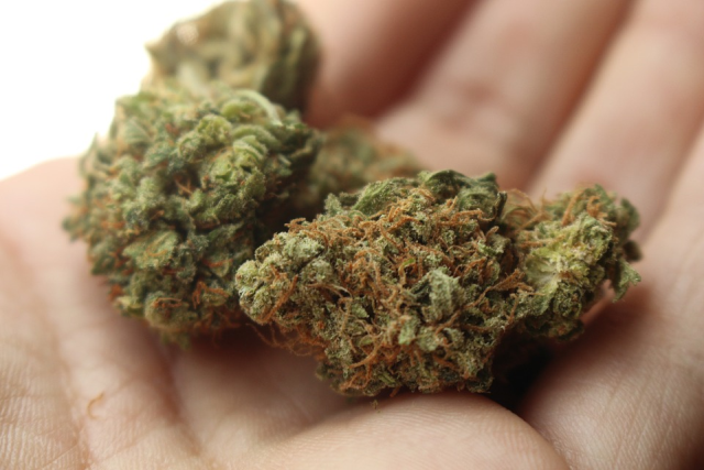 cannabis