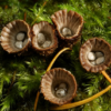 Cannabotech Cyathus striatus (Huds.) Willd Wikipedia