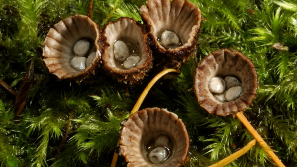 Cannabotech Cyathus striatus (Huds.) Willd Wikipedia